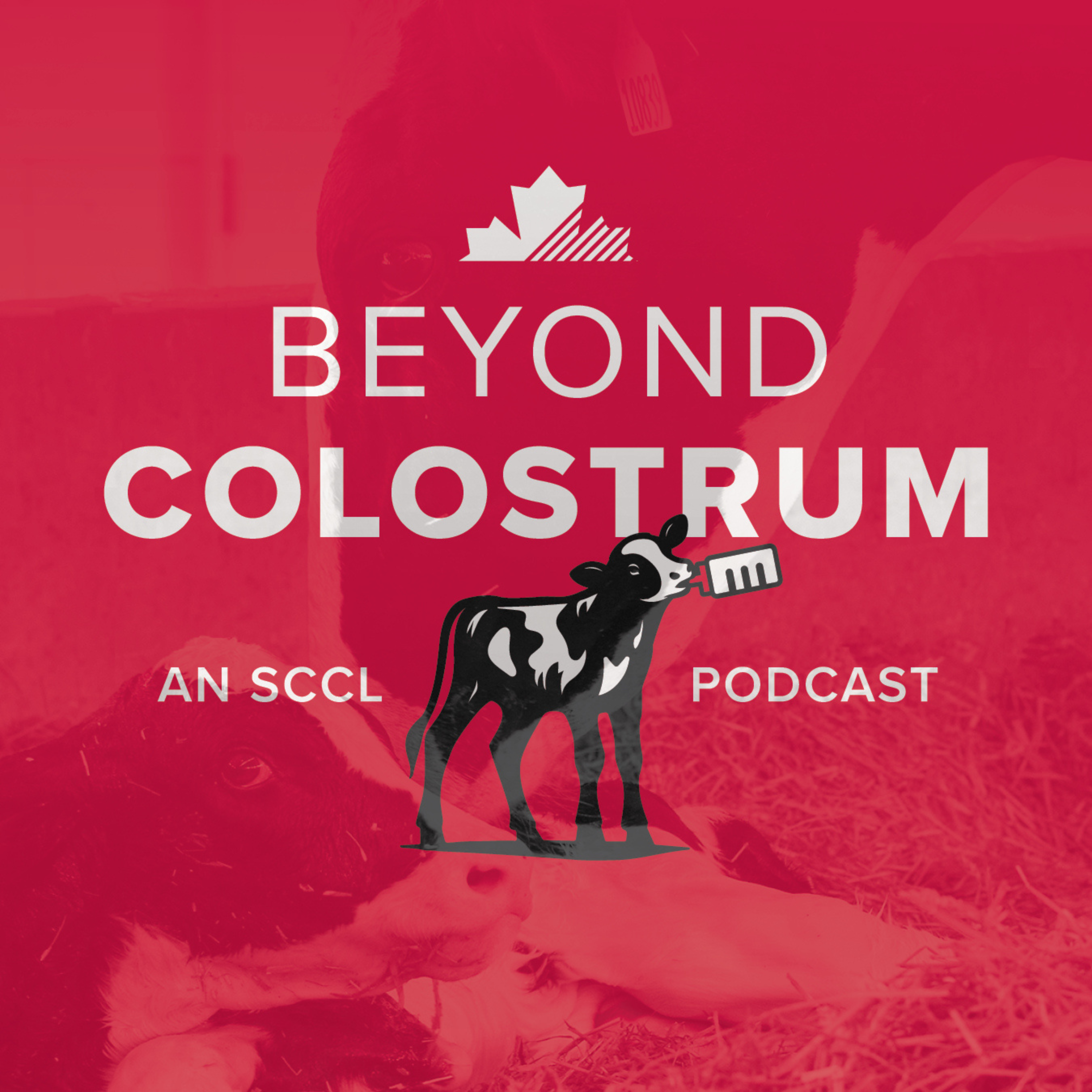 Beyond Colostrum: An SCCL Podcast